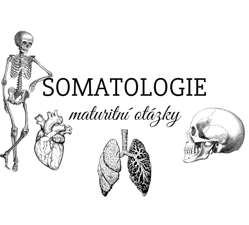 Maturitní otázky - SOMATOLOGIE