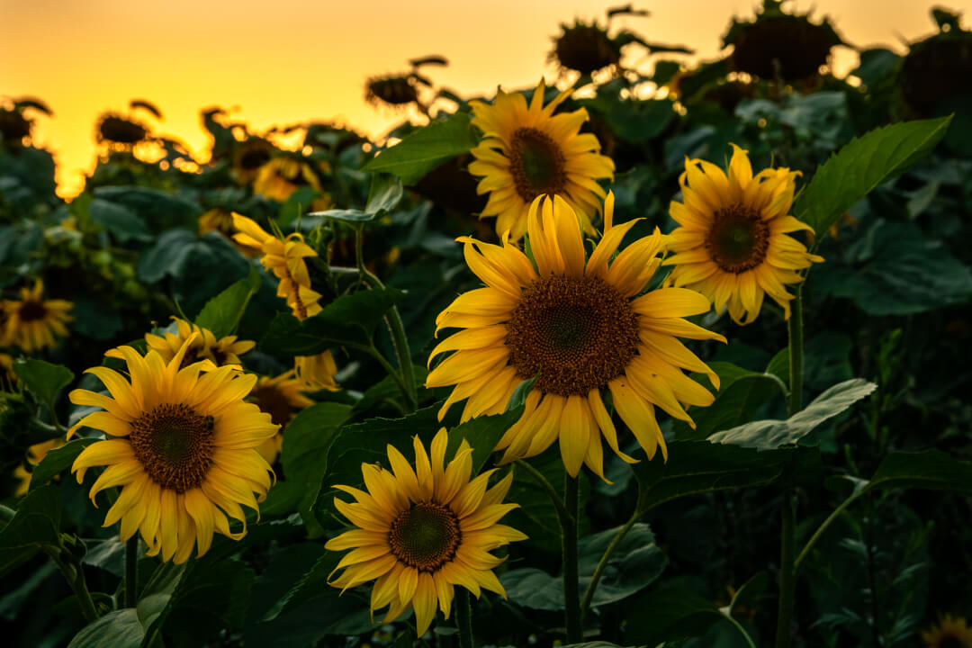 Úprava fotek pomocí Lightroom a Photoshop