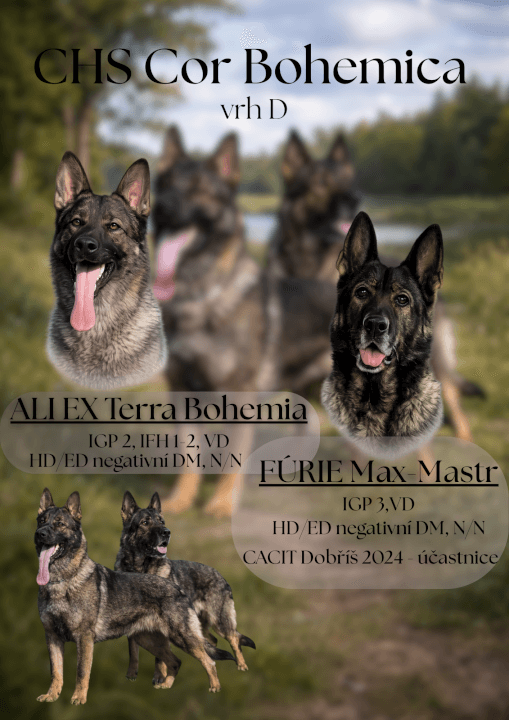 Letáček ke krytí psů - přehledný grafický návrh 