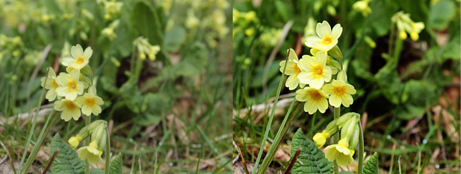 Retušování fotografie [základní]