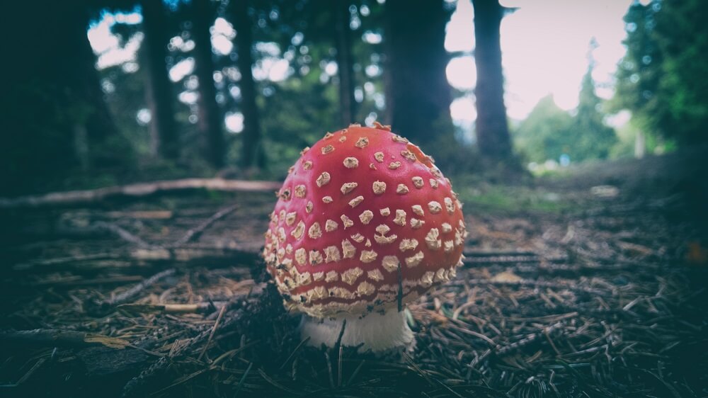 Profesionální úprava fotografií