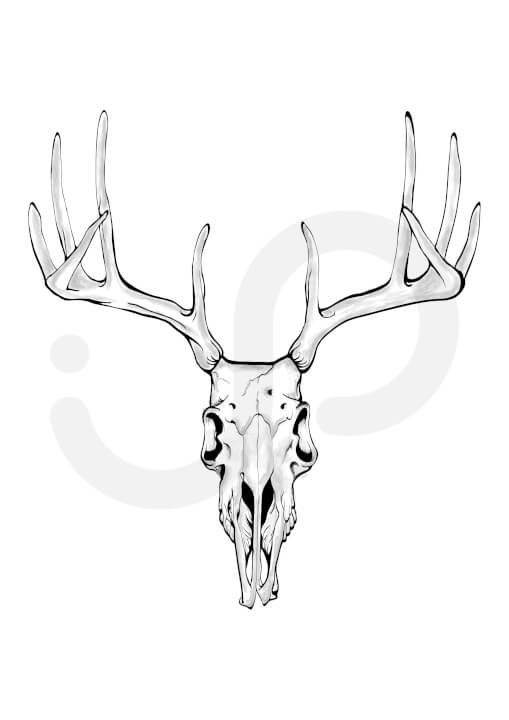 Digitální kresba, ilustrace, …