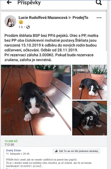 Váš inzerát na 1.místo - FB skupina pro pejskaře 