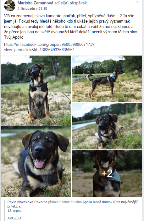 Váš inzerát na 1.místo - FB skupina pro pejskaře 