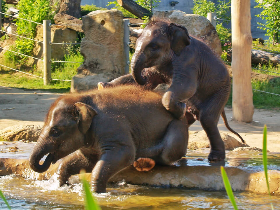 Fotografické služby 