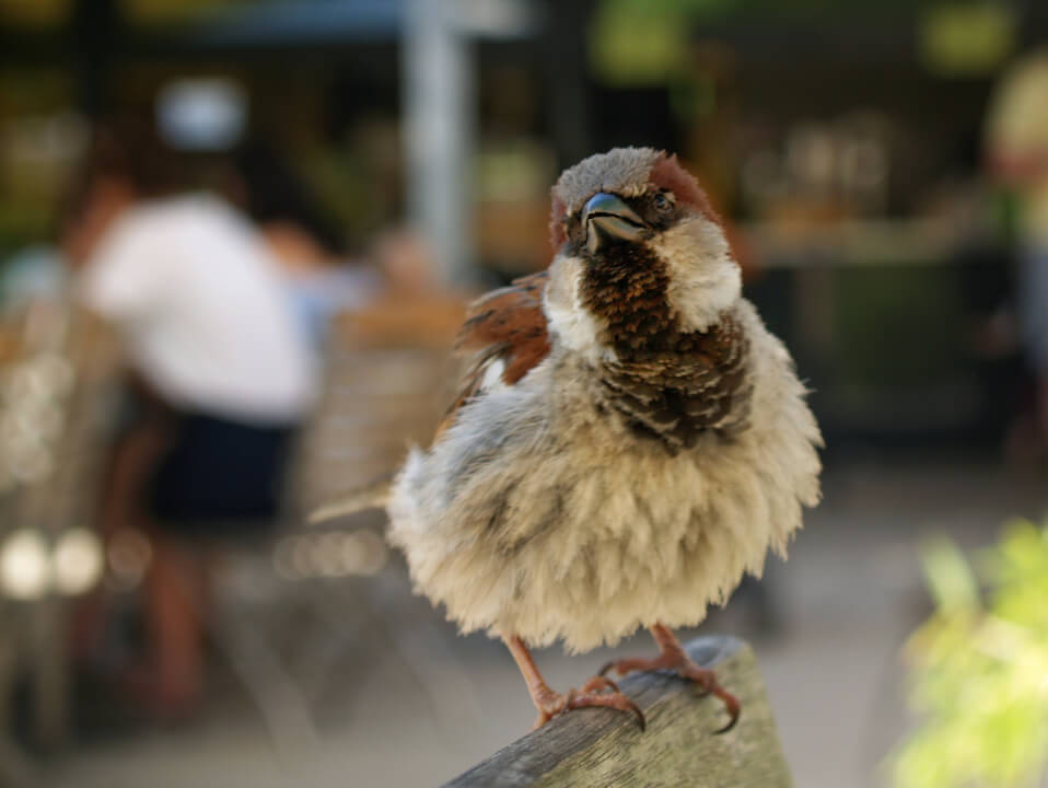 Fotografické služby 
