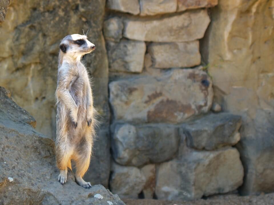 Fotografické služby 