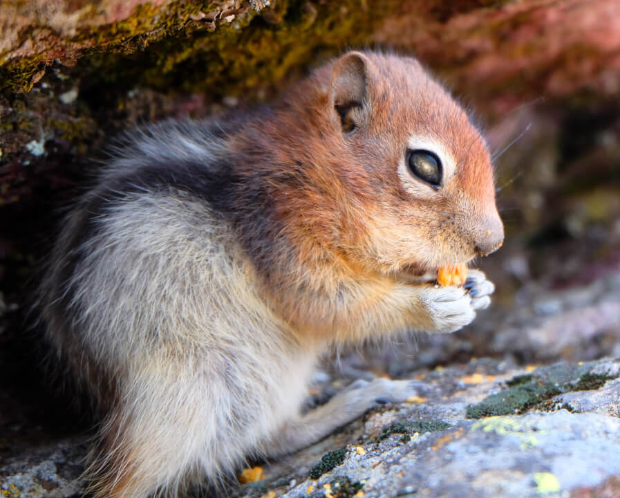 Úprava fotografií, fotomonáže