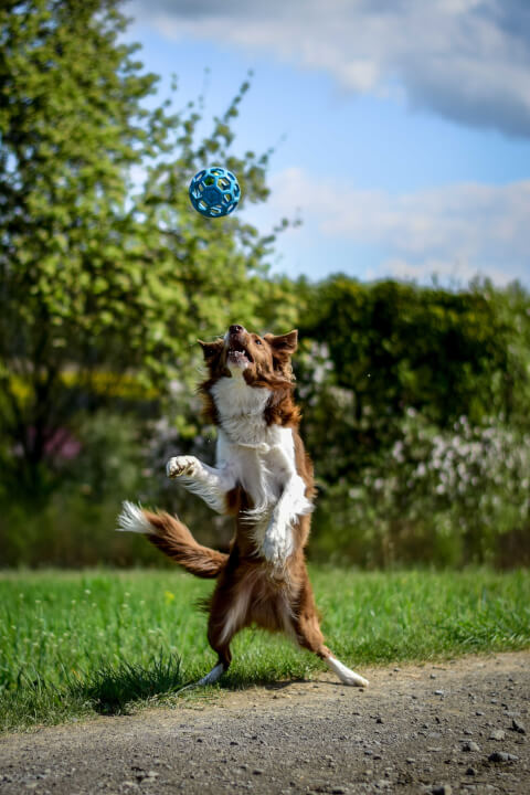 Focení zvířat/osob/produktů v exteriéru