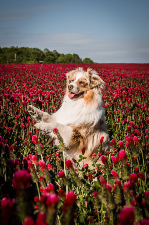 Focení zvířat/osob/produktů v exteriéru