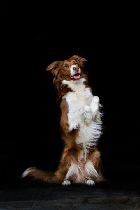 Focení zvířat/osob/produktů v exteriéru