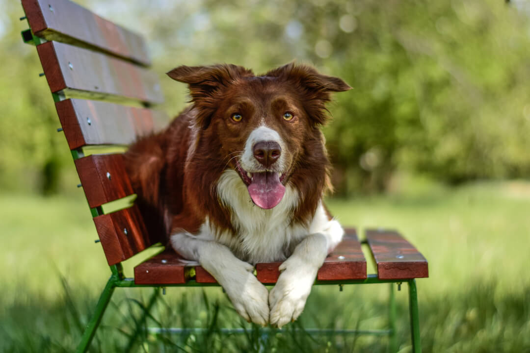 Focení zvířat/osob/produktů v exteriéru
