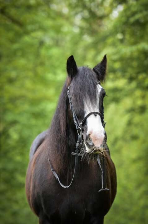 Focení zvířat/osob/produktů v exteriéru