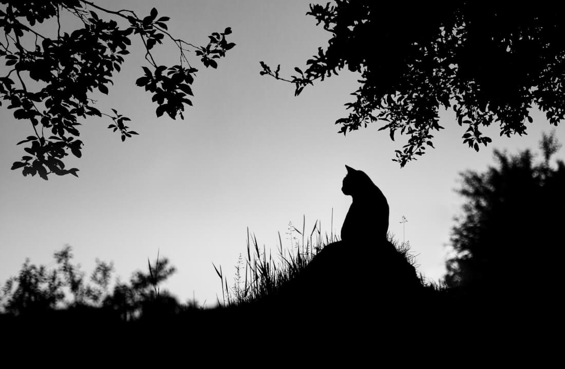 Fotomontáže, post-processing & retuš fotografií.