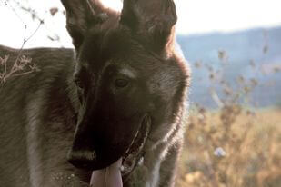 Kvalitní a rychlá úprava fotek (až 5 fotek)