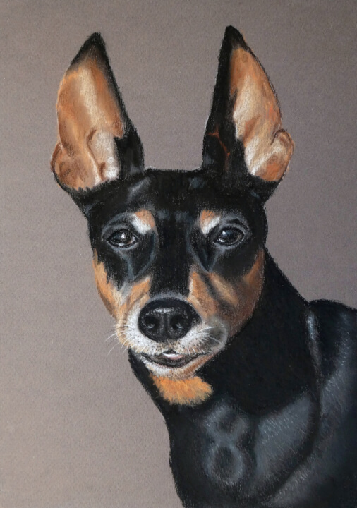 Kresby zvířat na přání podle fotografie