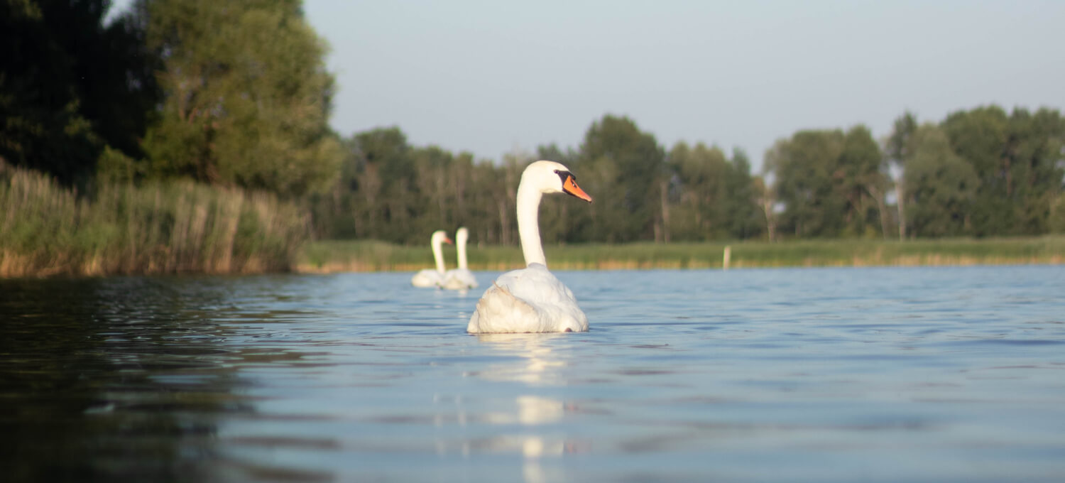 Post-processing, retuš