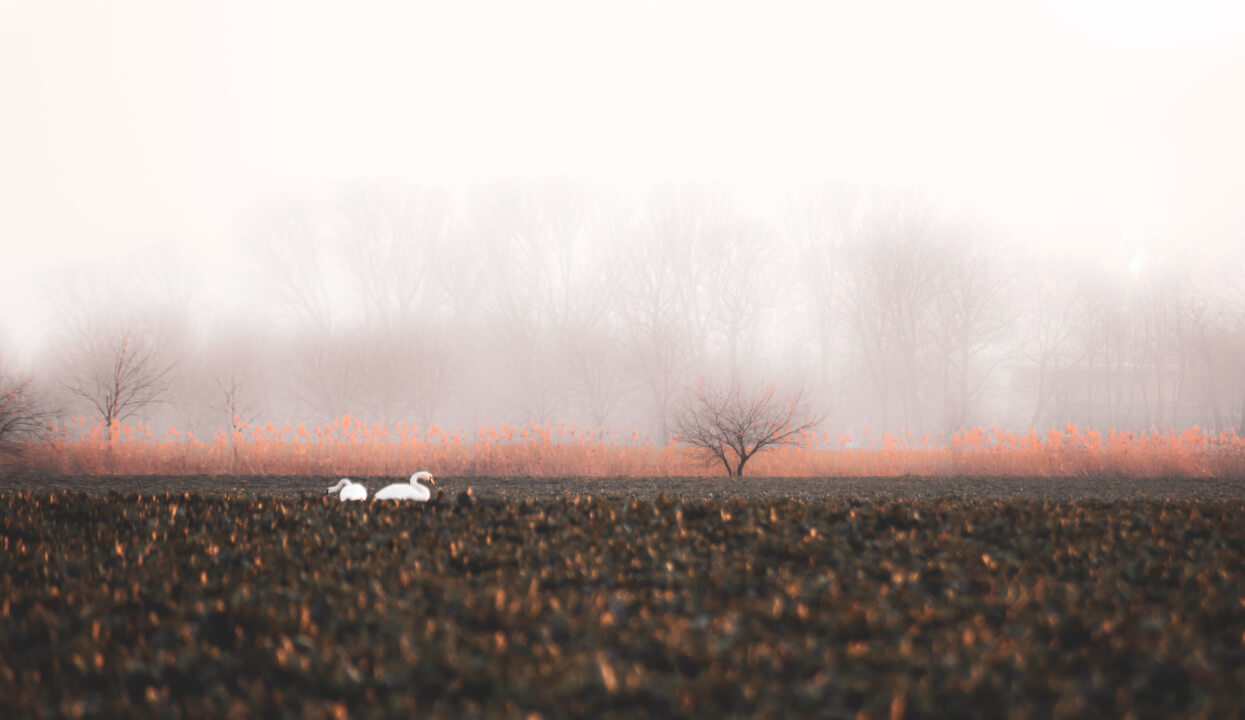 Post-processing, retuš