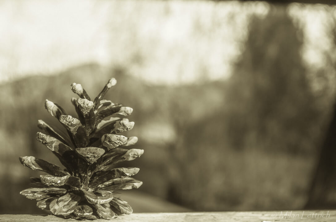 Úprava fotiek/ Odstránenie pozadia