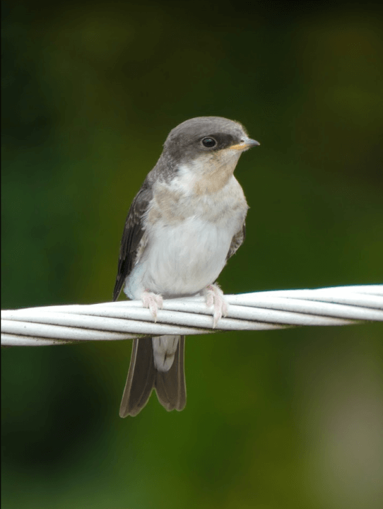 Úprava Fotografii ve Photoshopu