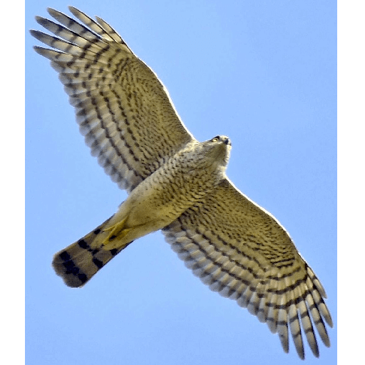 Vědomý výklad Vás nebo někoho včetně vloh!:)