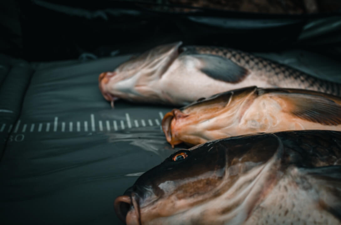 Profesionální úprava fotografií