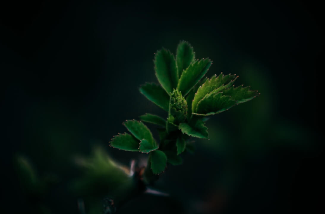 Profesionální úprava fotografií