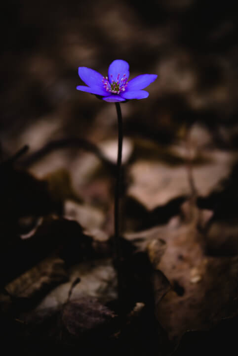 Profesionální úprava fotografií