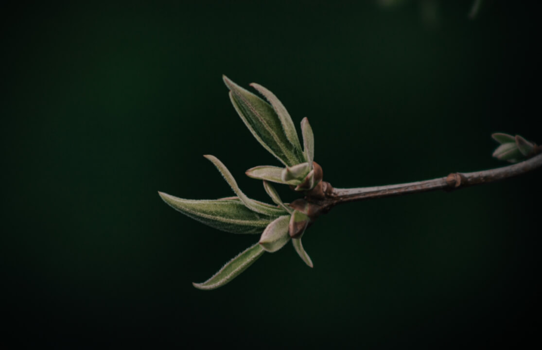 Profesionální úprava fotografií