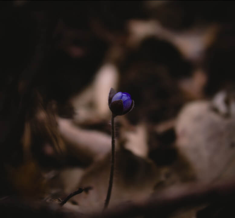 Profesionální úprava fotografií