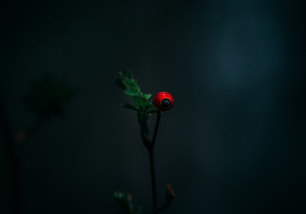 Profesionální úprava fotografií