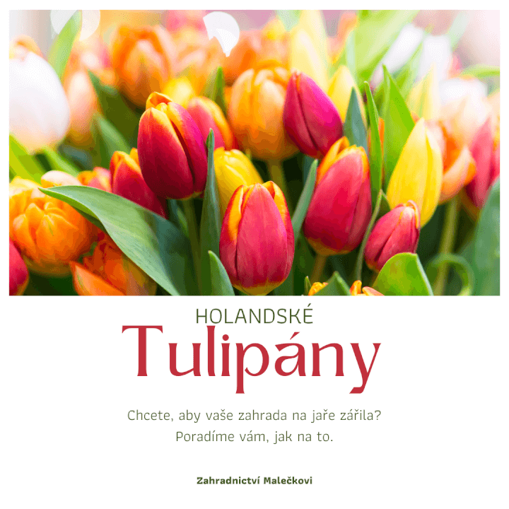 Profi správa FB a IG