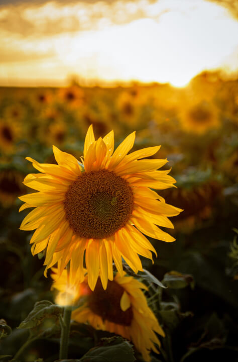 Úprava fotek pomocí Lightroom a Photoshop