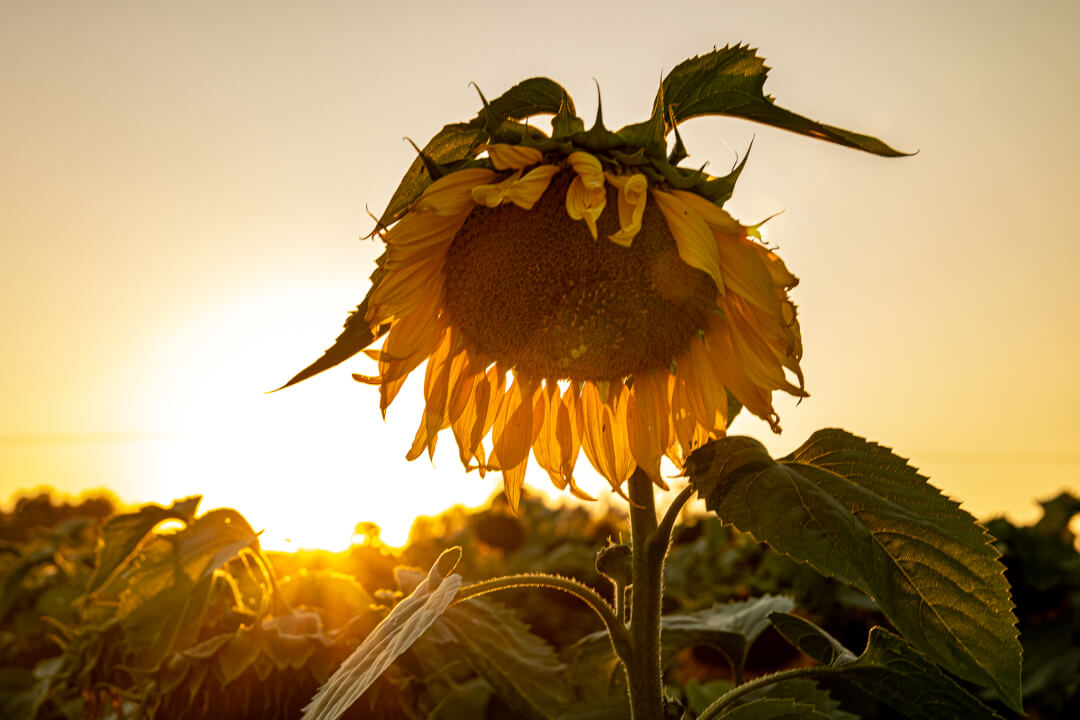 Úprava fotek pomocí Lightroom a Photoshop