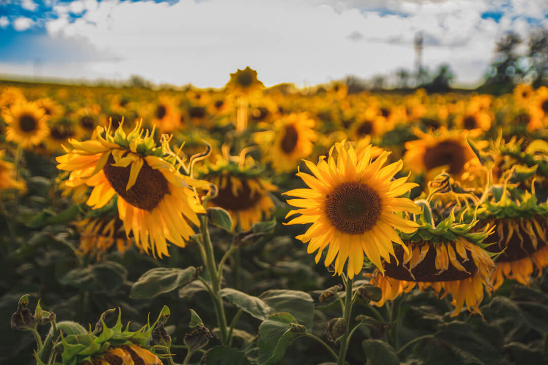 Úprava fotek pomocí Lightroom a Photoshop