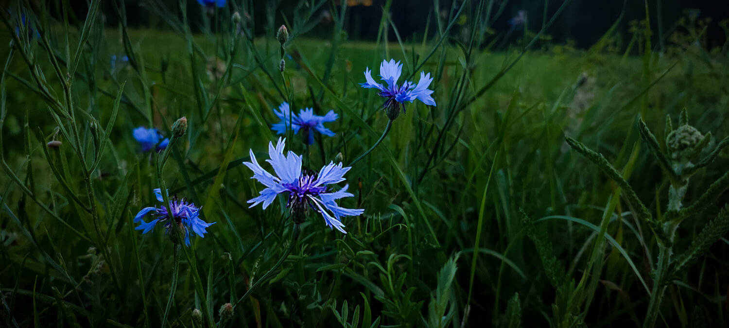 Alchymistka obrazu - Kreativní úpravy a retuš fotografií