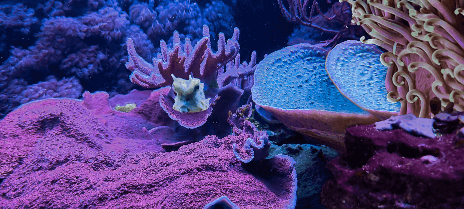 Alchymistka obrazu - Kreativní úpravy a retuš fotografií