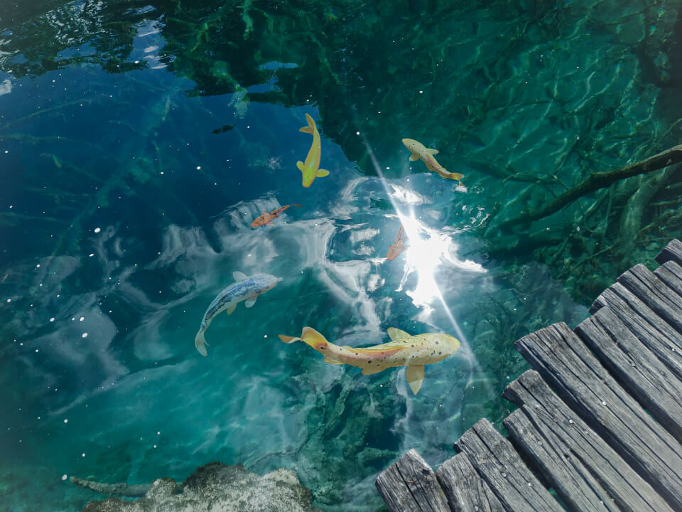 Alchymistka obrazu - Kreativní úpravy a retuš fotografií