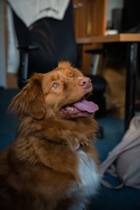 Profesionální úprava fotografií