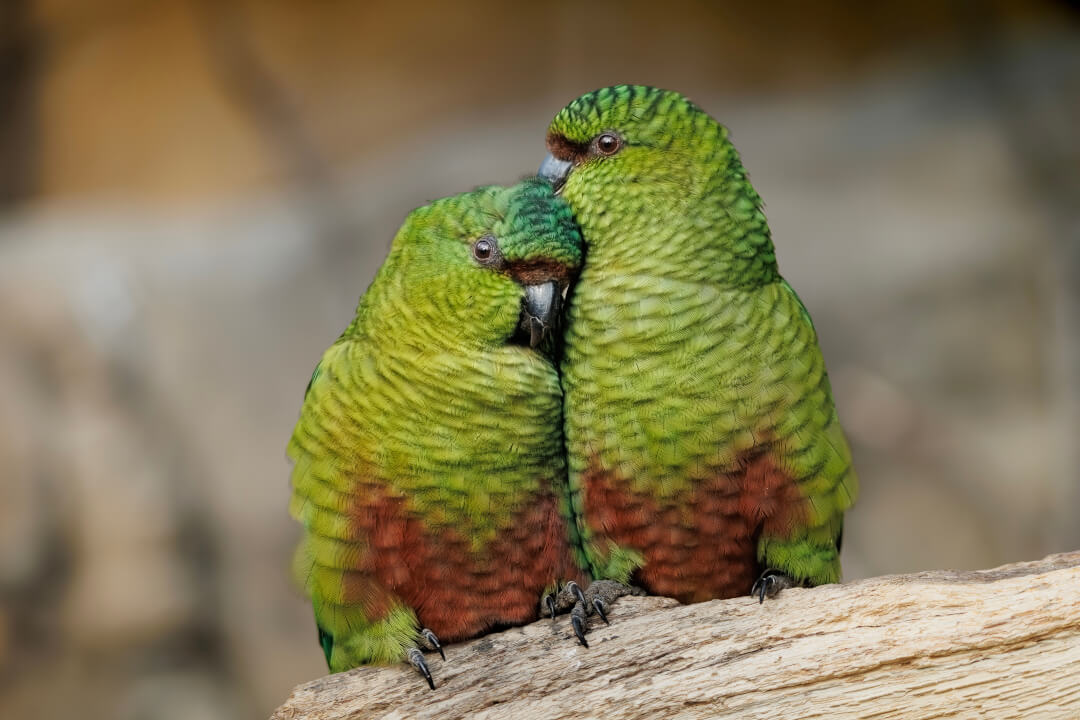 „Profesionální retuš a úprava portrétů na míru“