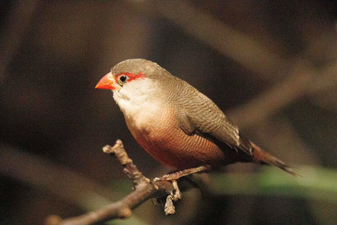 „Profesionální retuš a úprava portrétů na míru“