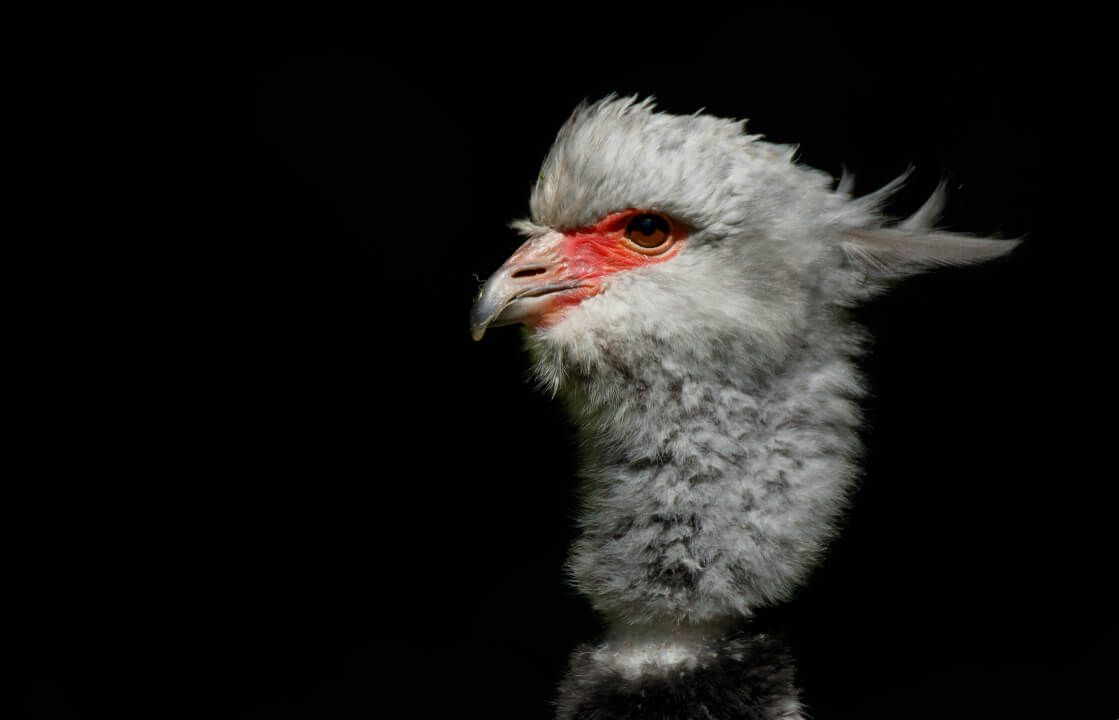 „Profesionální retuš a úprava portrétů na míru“