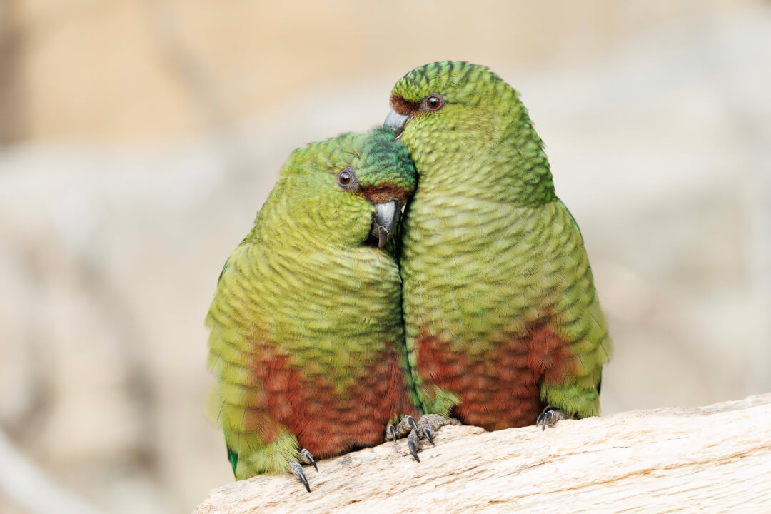 „Profesionální retuš a úprava portrétů na míru“