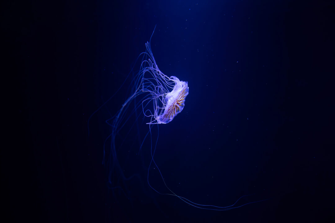 „Profesionální retuš a úprava portrétů na míru“