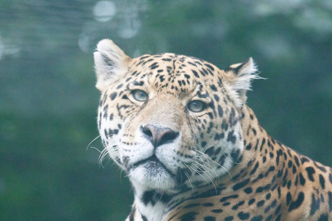 „Profesionální retuš a úprava portrétů na míru“