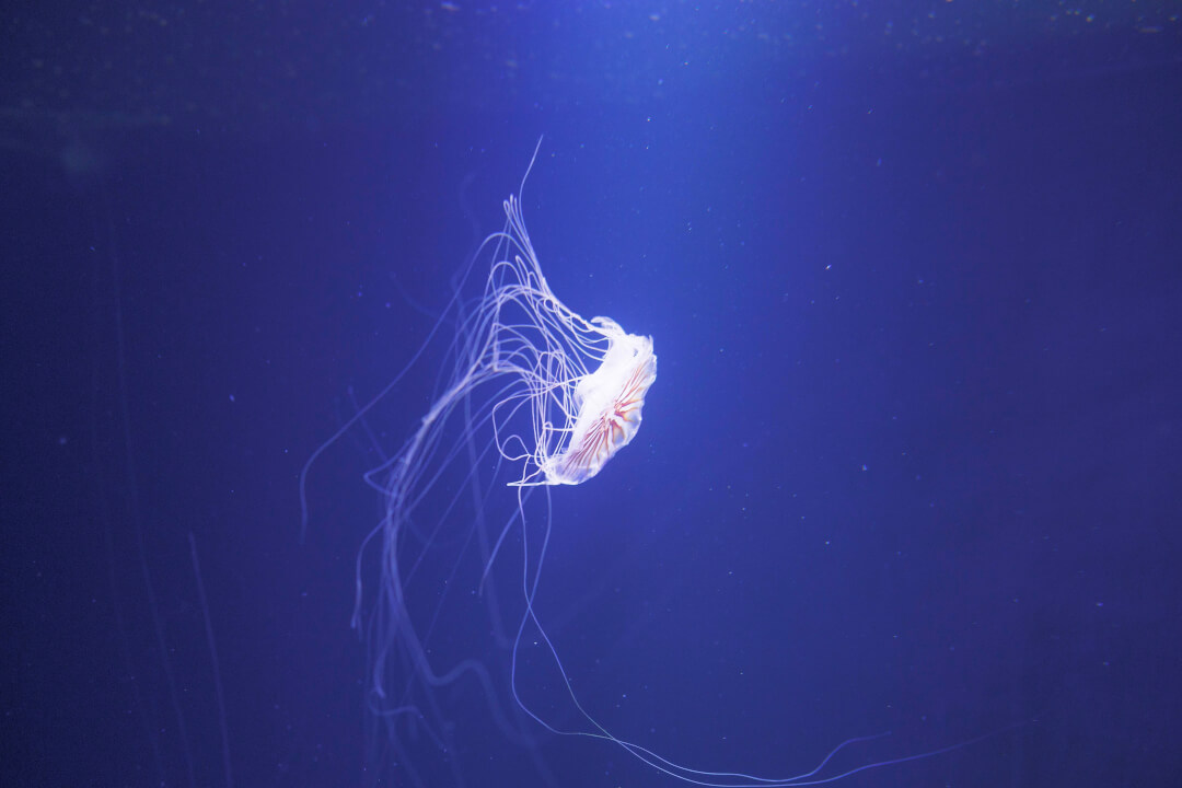 „Profesionální retuš a úprava portrétů na míru“