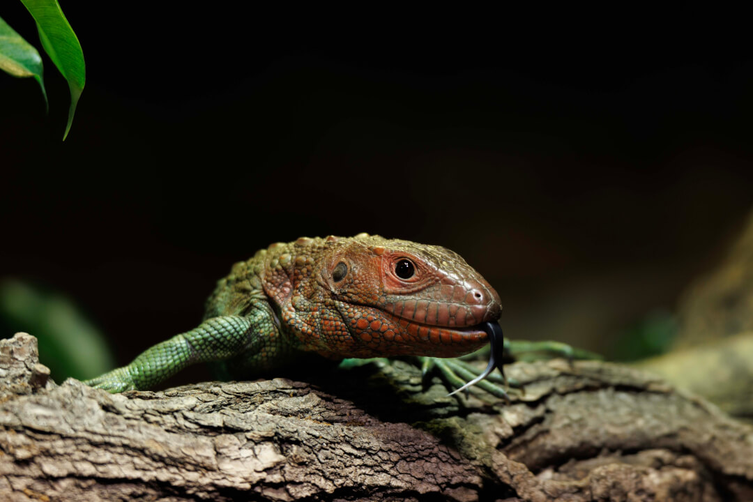 „Profesionální retuš a úprava portrétů na míru“