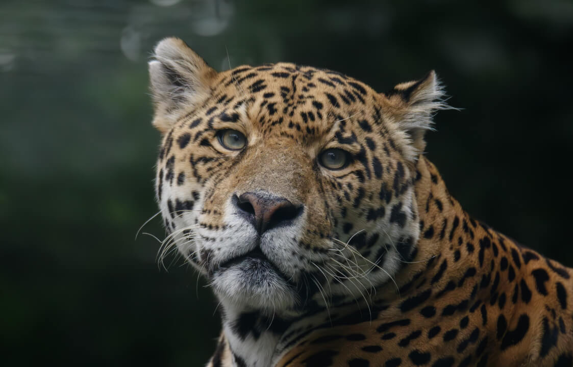 „Profesionální retuš a úprava portrétů na míru“