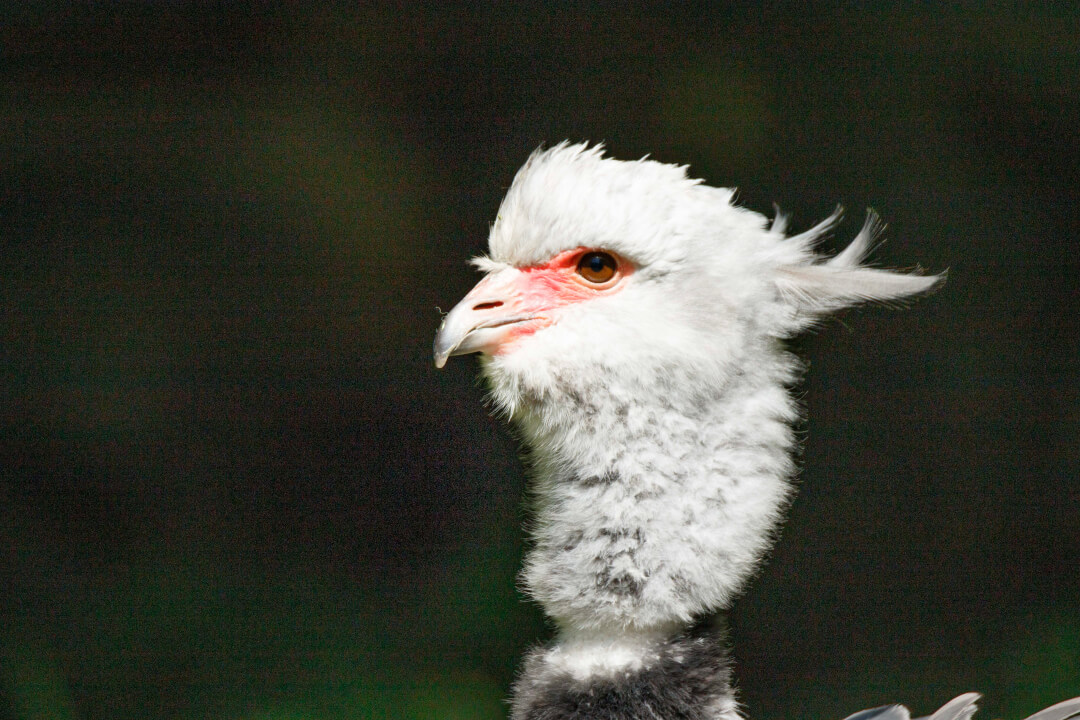 „Profesionální retuš a úprava portrétů na míru“