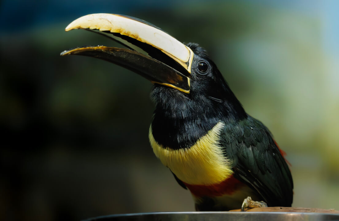 „Profesionální retuš a úprava portrétů na míru“